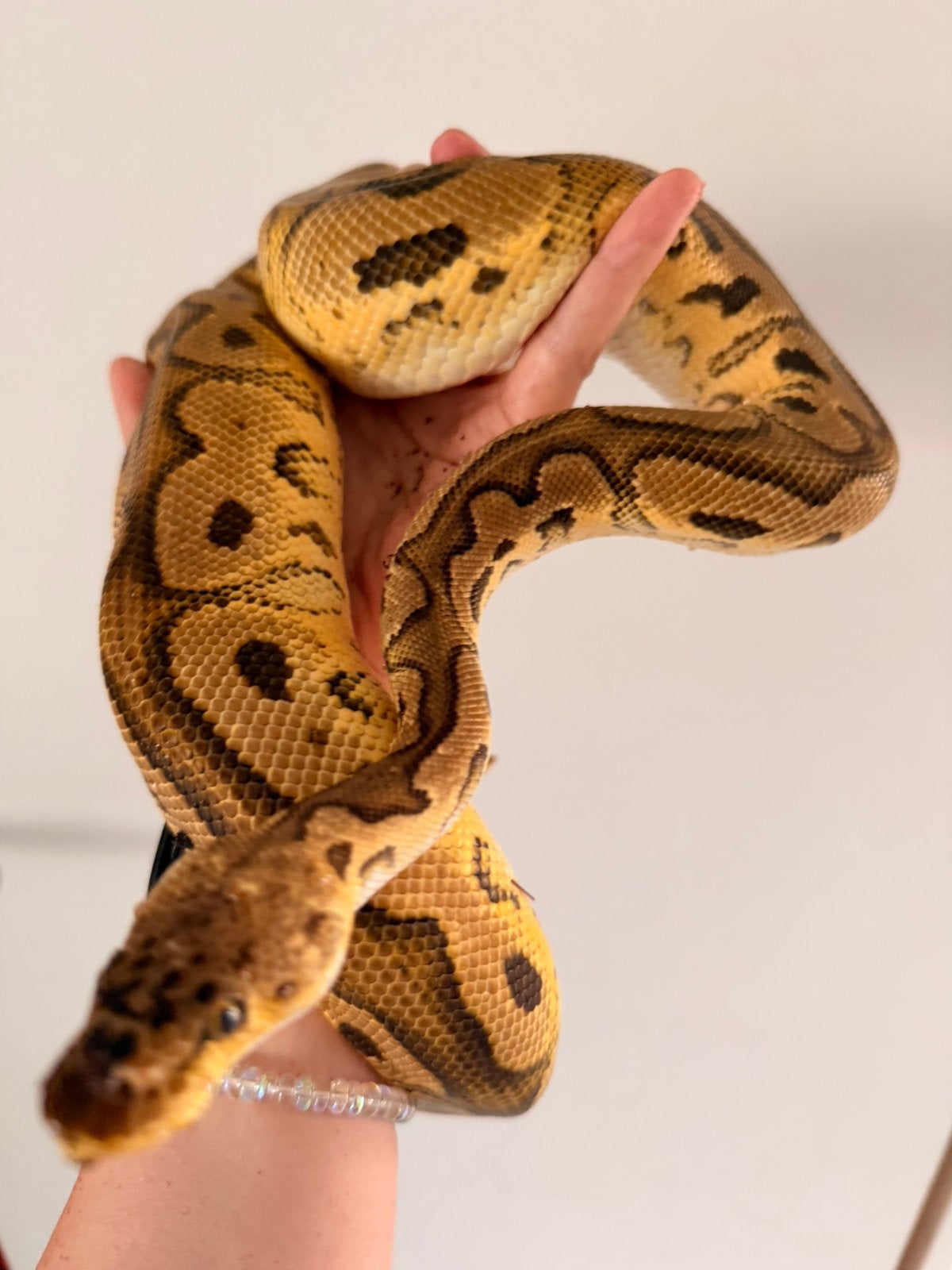 1.0 Pastel Clown het Pied (2023), Dieren en Toebehoren, Reptielen en Amfibieën, Slang, Tam, 3 tot 6 jaar