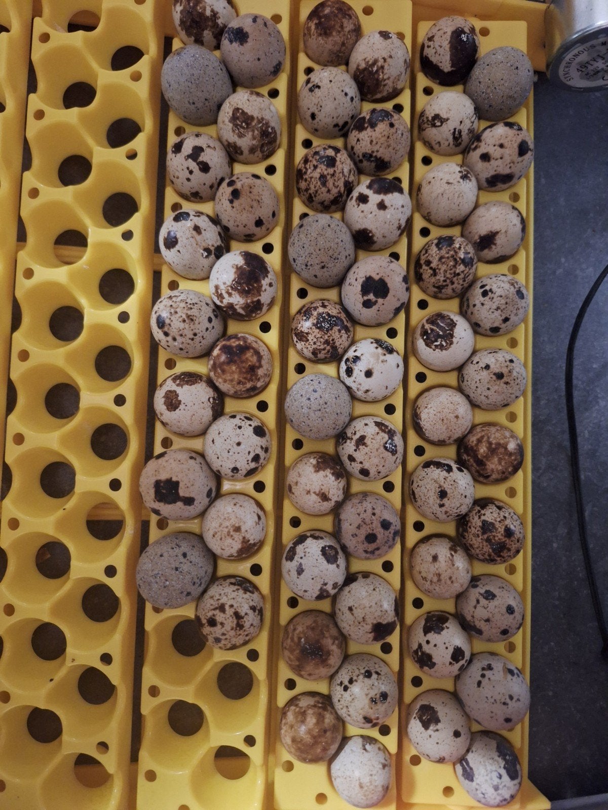 Japanse kwartel broedeieren, Dieren en Toebehoren, Pluimvee