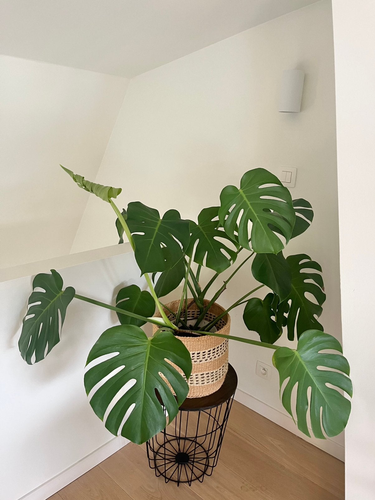 Monstera gatenplant, Ophalen, Vaste plant, Overige soorten, Halfschaduw