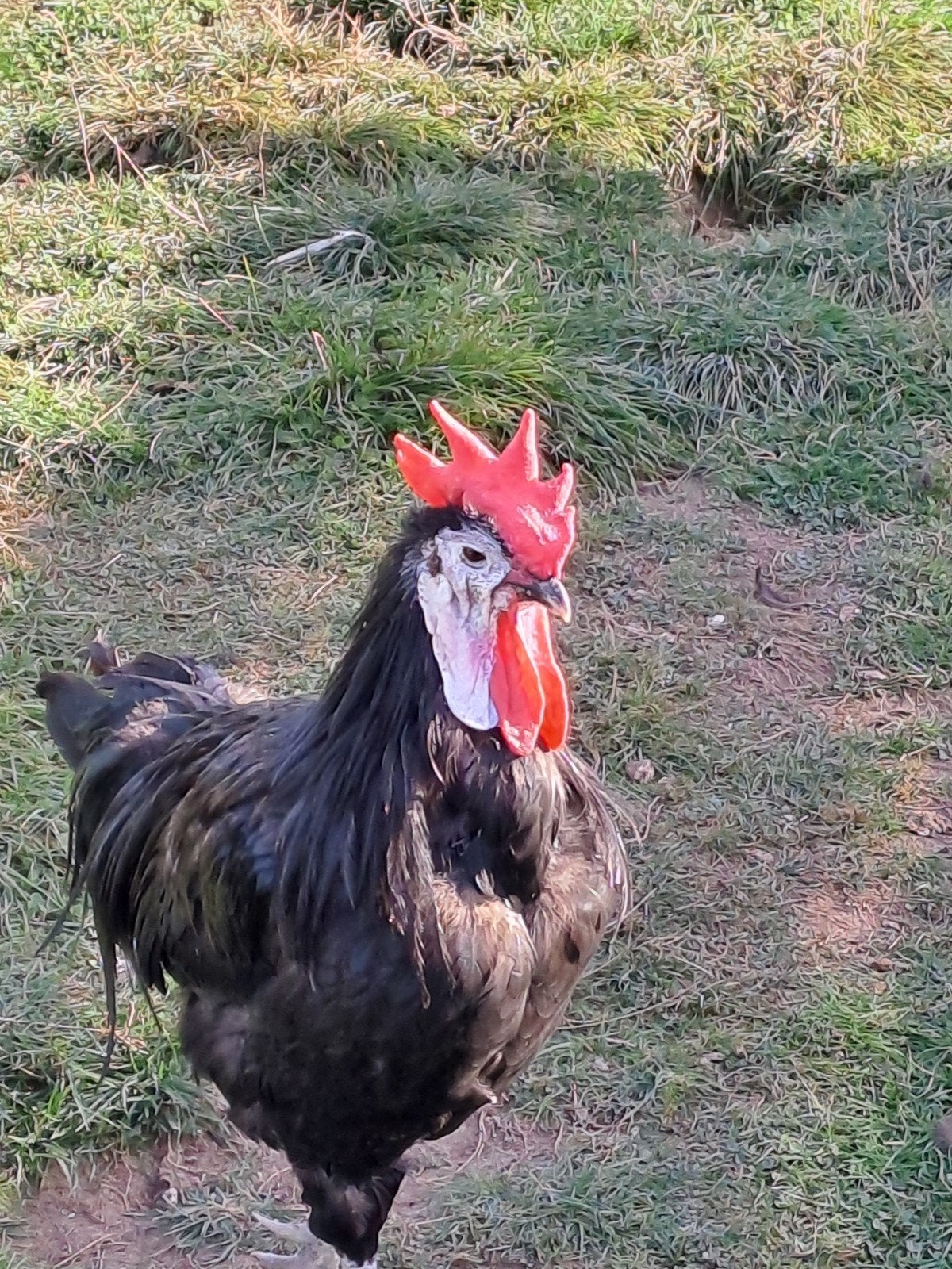 Noir espagnol à joues blanches, Poule ou poulet