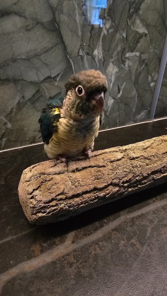 Pyrrhura handtam, Dieren en Toebehoren, Meerdere dieren, Parkiet, Tam