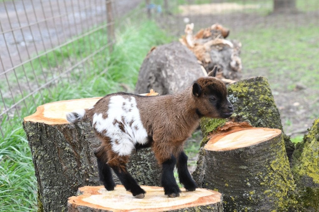 Chèvres miniatures et toys, Meerdere dieren, Geit, 0 tot 2 jaar
