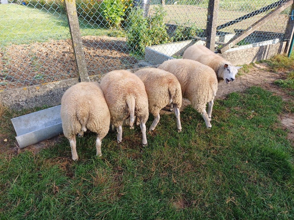 Ooilammeren, Dieren en Toebehoren, Meerdere dieren, Schaap, 0 tot 2 jaar