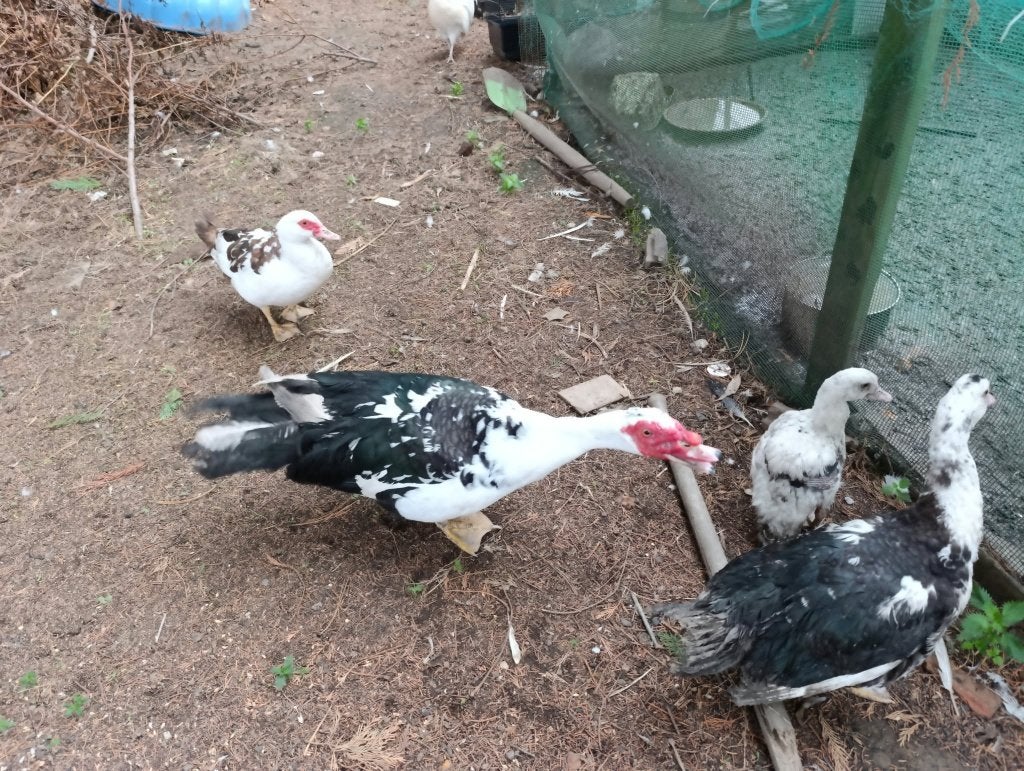 Barbarie eend, Dieren en Toebehoren, Meerdere dieren, Eend