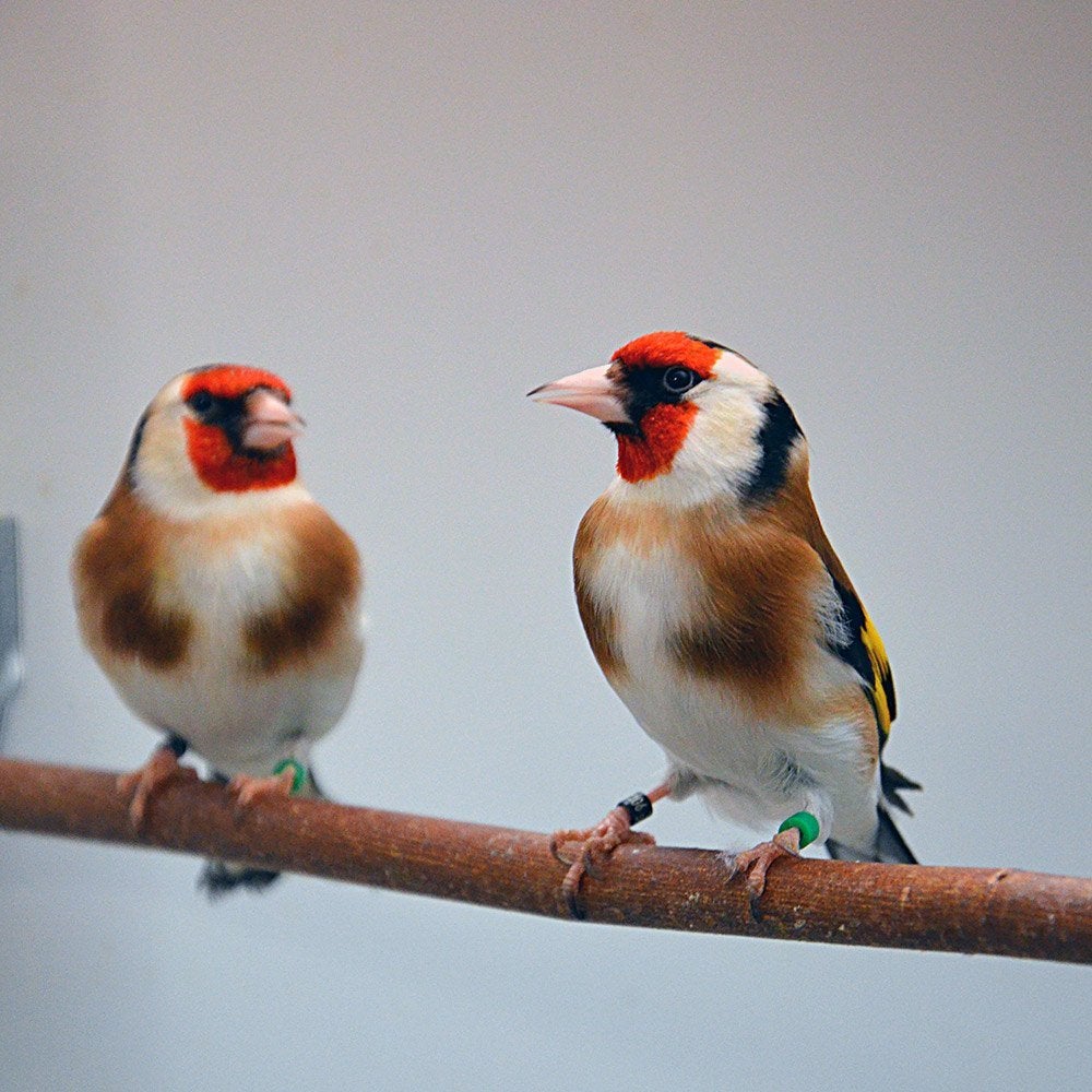 Distelvinken 2026.  eumo satinet & eumo witkop, Meerdere dieren, Wildzangvogel