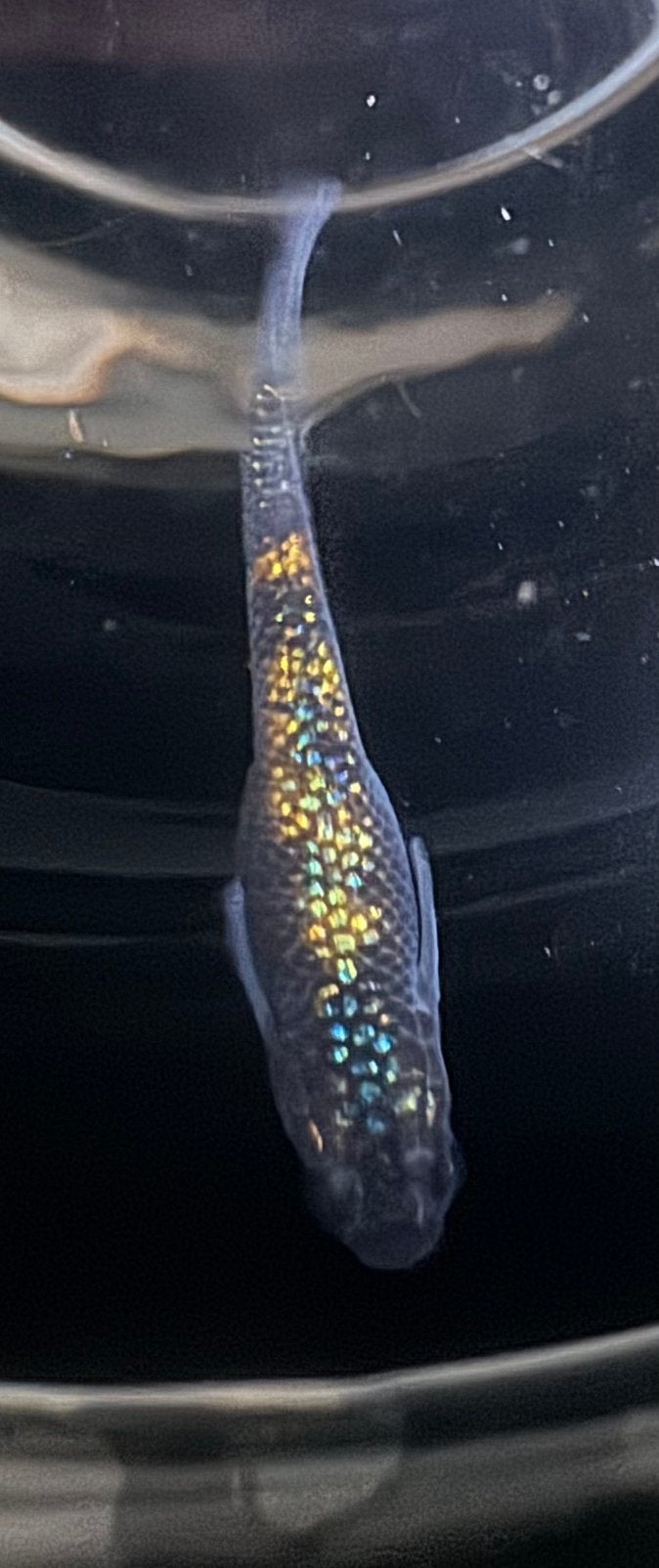 Medaka eitjes te koop (Miyazakura), Animaux & Accessoires, Poissons | Poissons d'aquarium