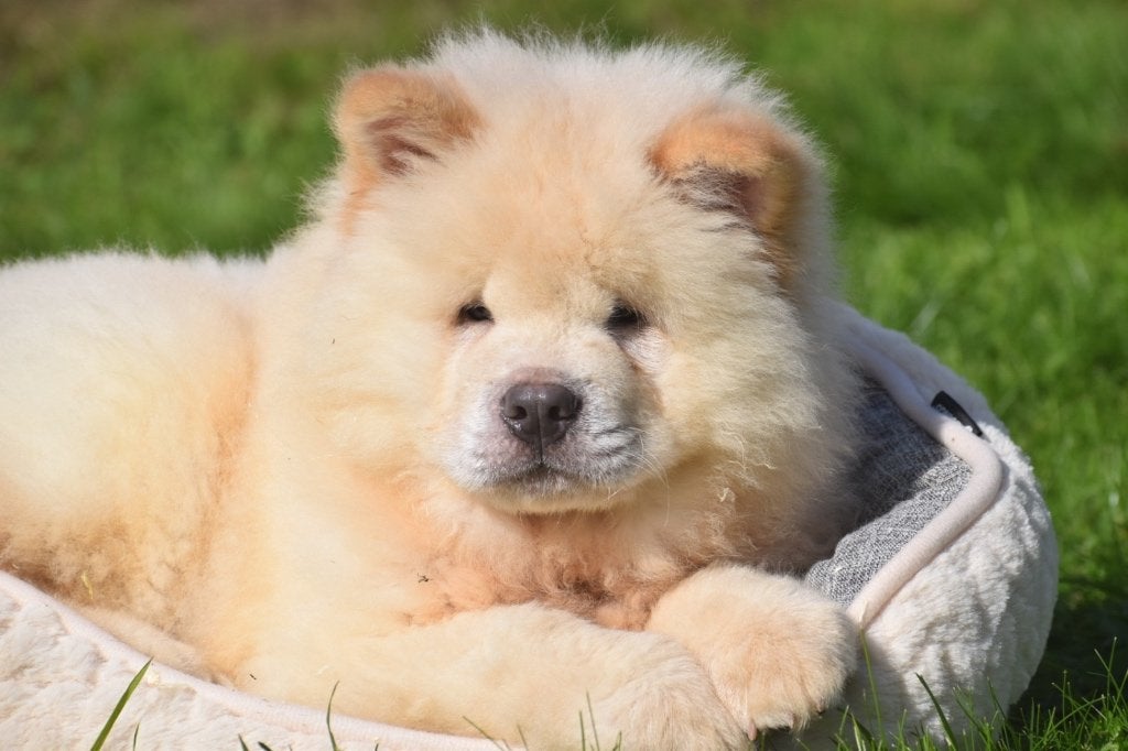 Nouveau nid pour chiots Chow-chow, 15 semaines à 1 an, Plusieurs animaux, Éleveur | Professionnel, Plusieurs