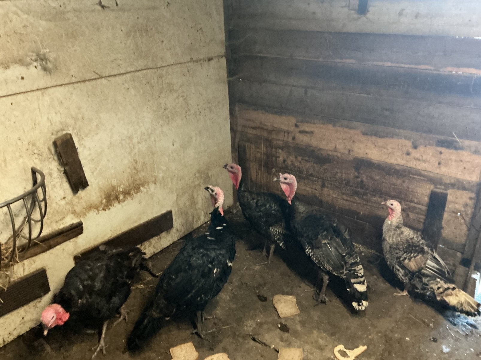 5 Ronquières Kalkoenen, Dieren en Toebehoren, Meerdere dieren, Kalkoen