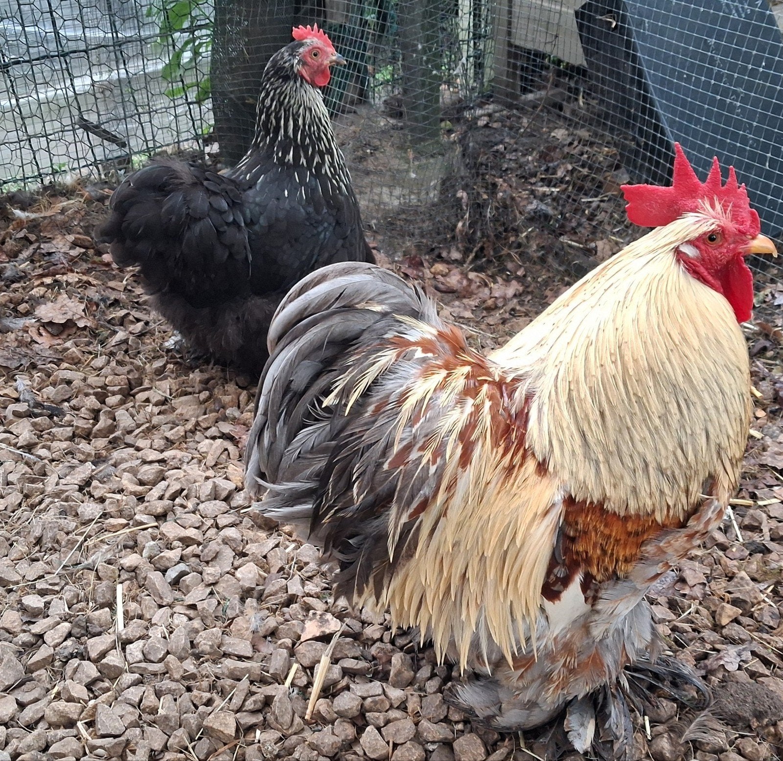 Broedeieren Cochin kriel 1euro/st.., Dieren en Toebehoren, Pluimvee