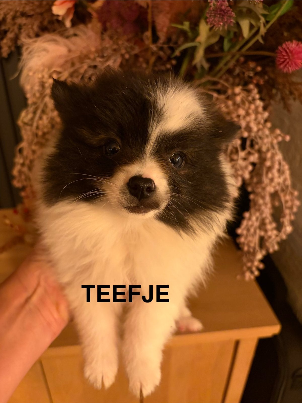 Keeshondje Teefje ( LAATSTE ), Maladie de Carré (chiens), Particulier, Loulou, Chienne