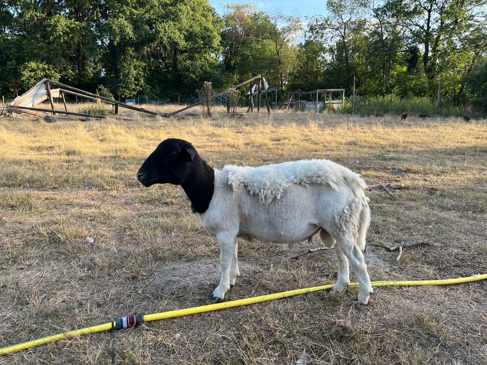 Dorper ram, Animaux & Accessoires, Mâle, Mouton, 0 à 2 ans