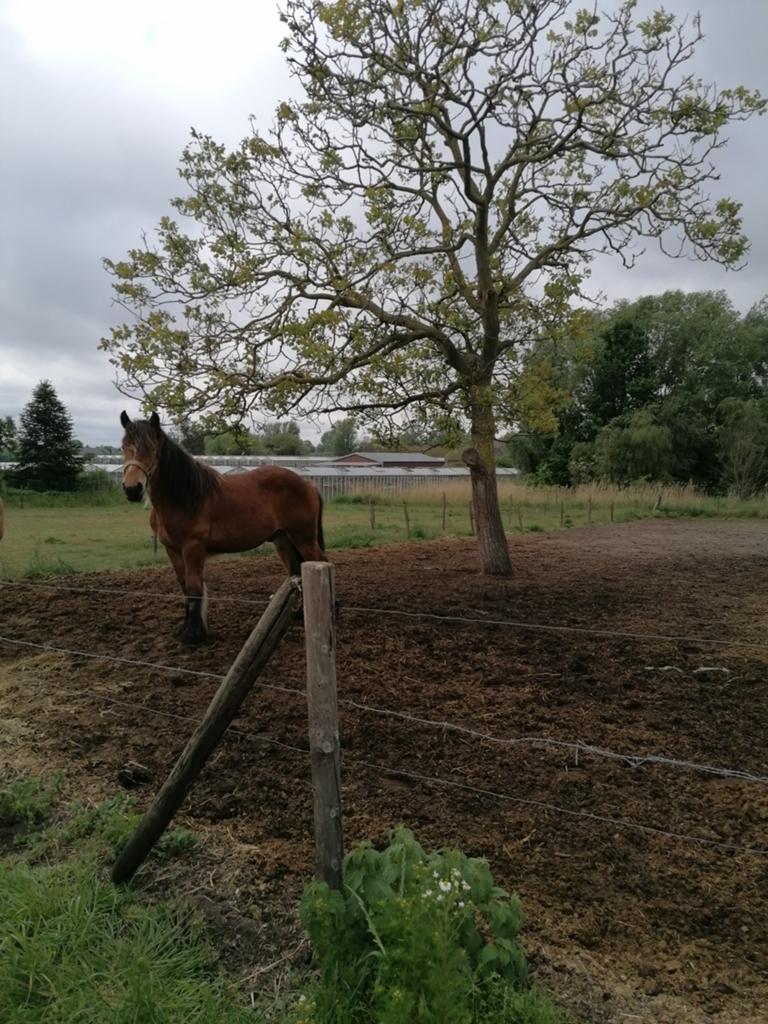 Paard, Dieren en Toebehoren, Paarden