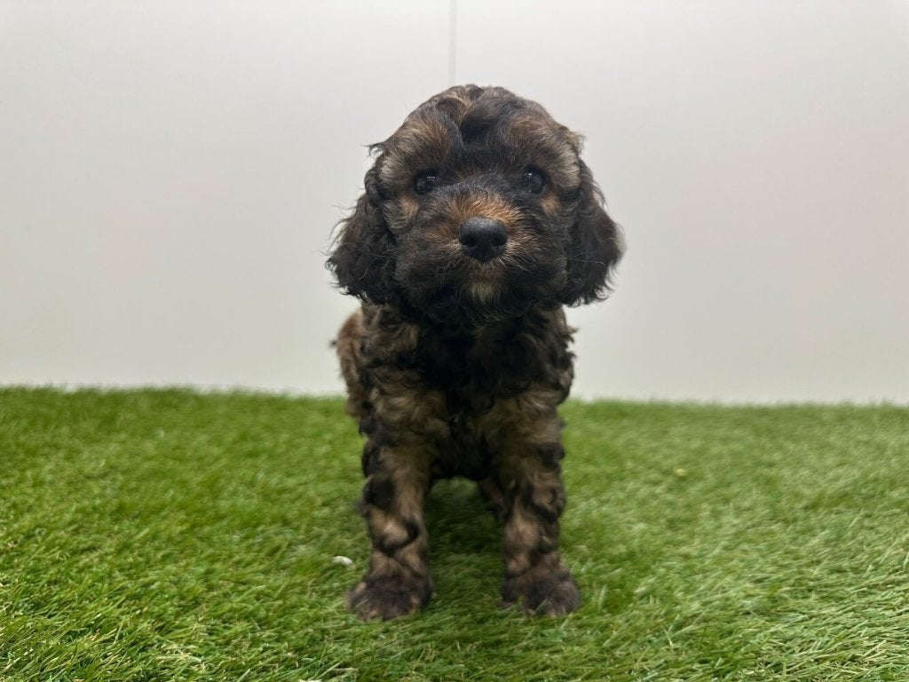 Portée des chiots Cockapoo (F2), Maladie de Carré (chiens), Autres races, Plusieurs, Belgique