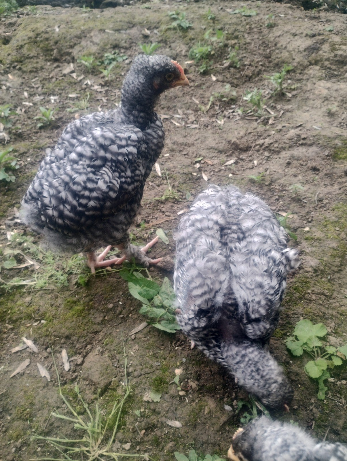Mechelse koekoek, Dieren en Toebehoren