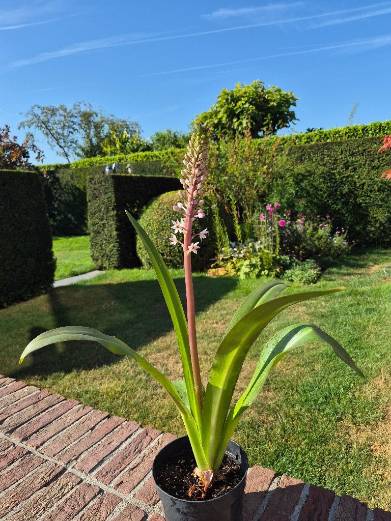 Eucomis Burgundy, Volle zon, Vaste plant, Zomer, Ophalen