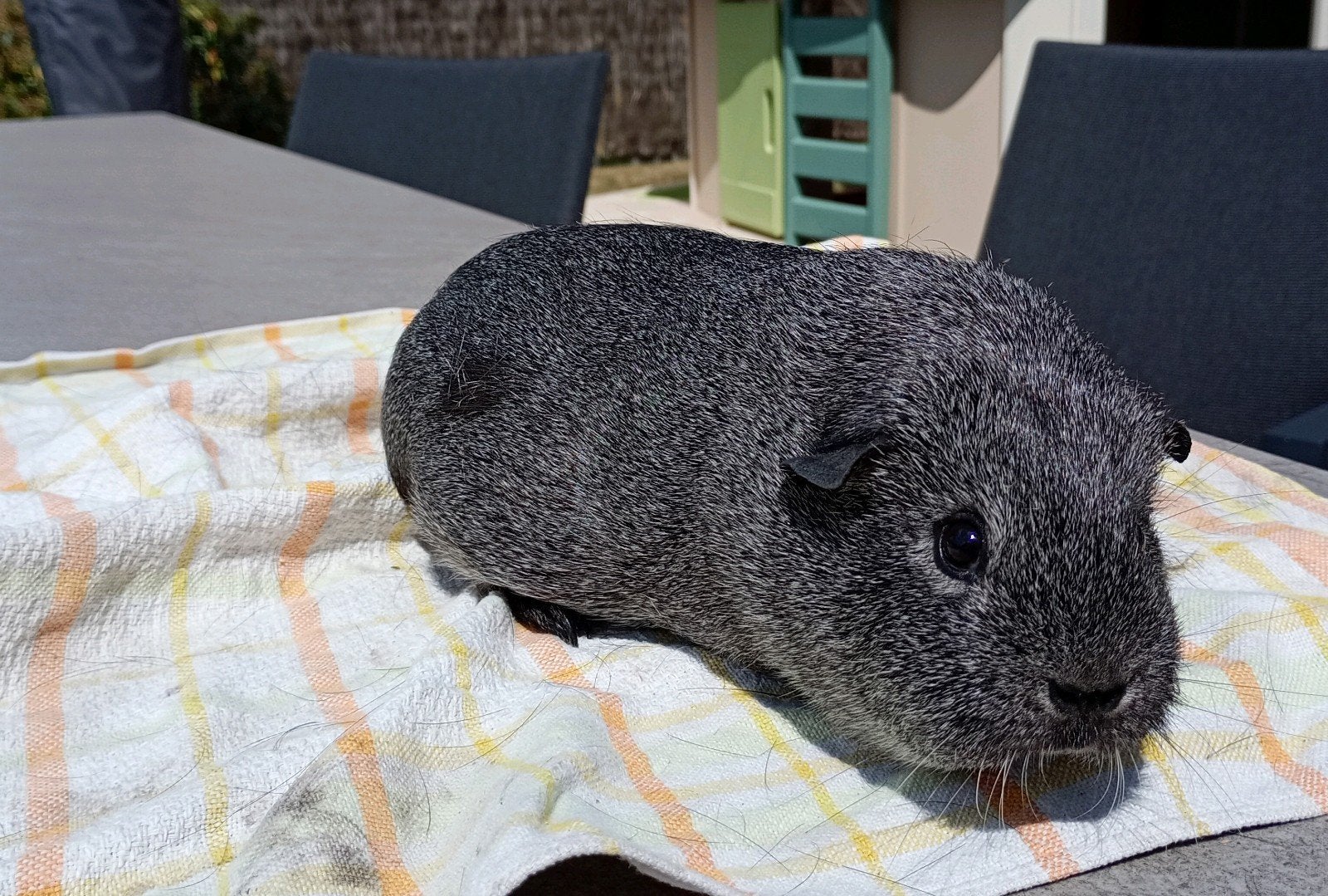 Cavia - Koppel Zilveragouti - onverwant, Dieren en Toebehoren, Knaagdieren, Januari, Meerdere dieren, Cavia