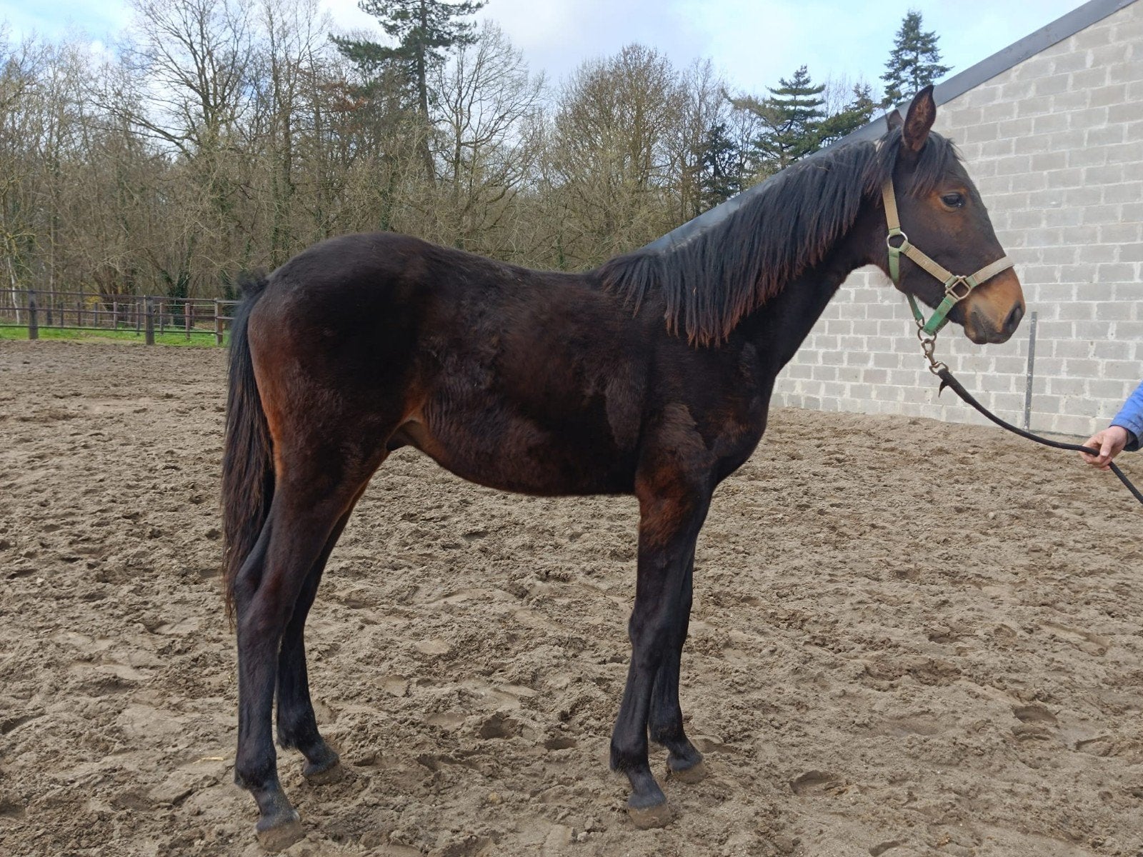 jaarling hengst, Dieren en Toebehoren, Paarden, Hengst, Springpaard, Met stamboom, 0 tot 2 jaar