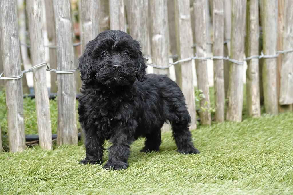 Beaux chiots Cockapoo noirs, Autres races, Plusieurs, Hépatite contagieuse (maladie de Rubarth), Belgique