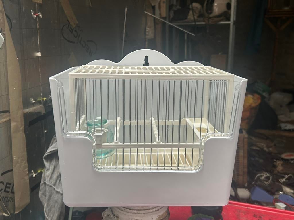 4 cages espagnols complete, Femelle, Oiseau chanteur sauvage, Domestique
