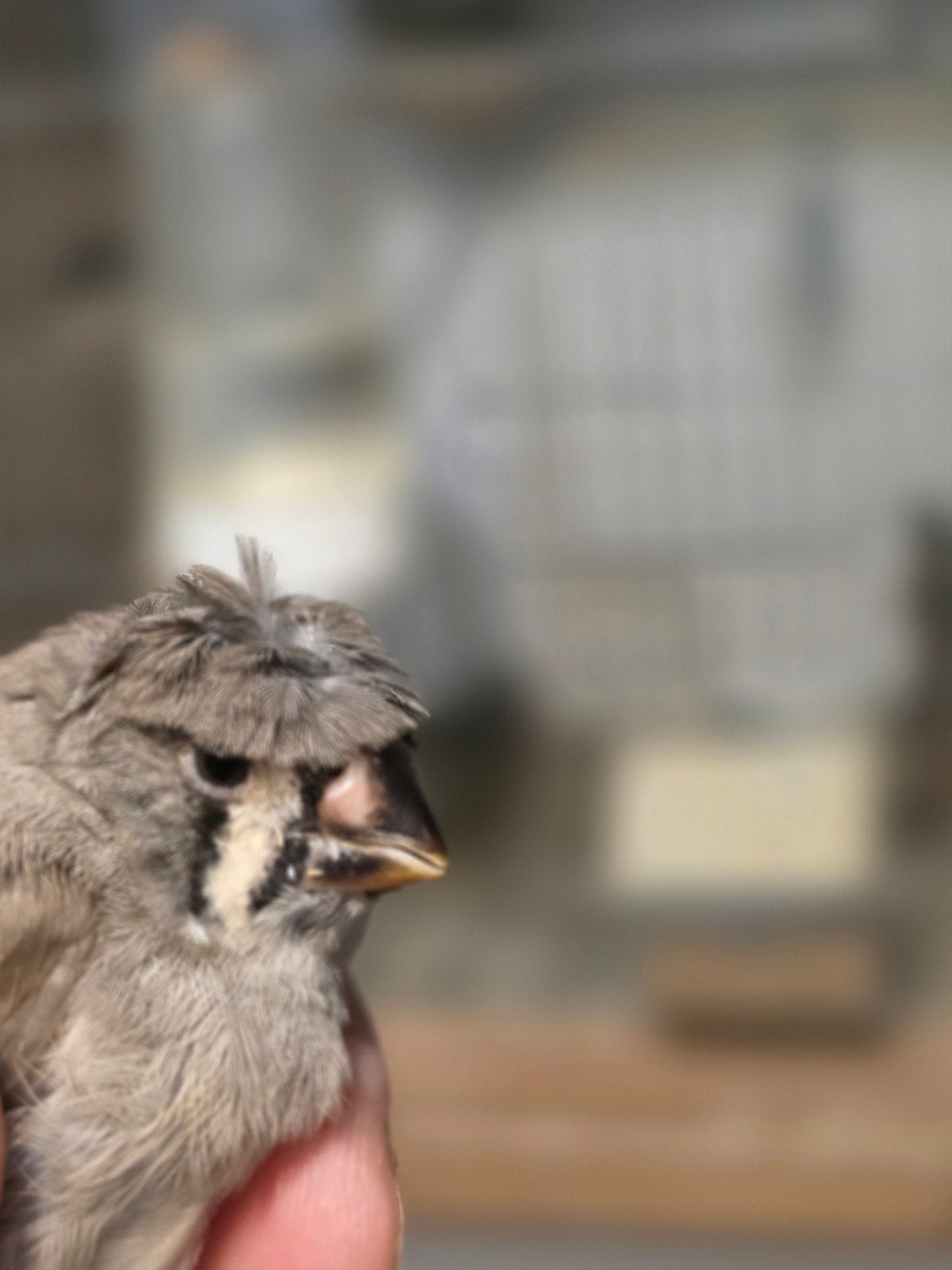 Zebravinken met kuif  TT kwaliteit, Dieren en Toebehoren, Vogels | Overige Vogels, Geringd