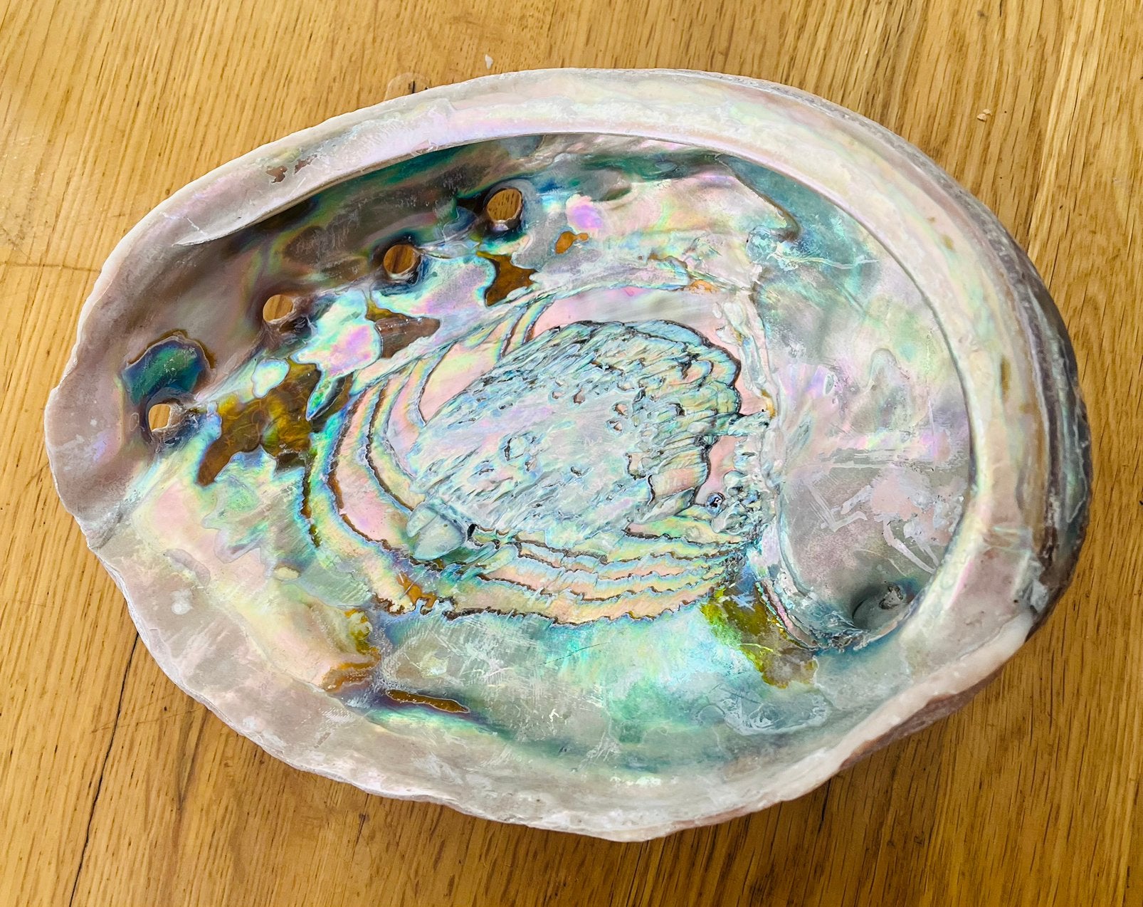 Grote ABALONE SCHELP, Ophalen, Schelp(en)