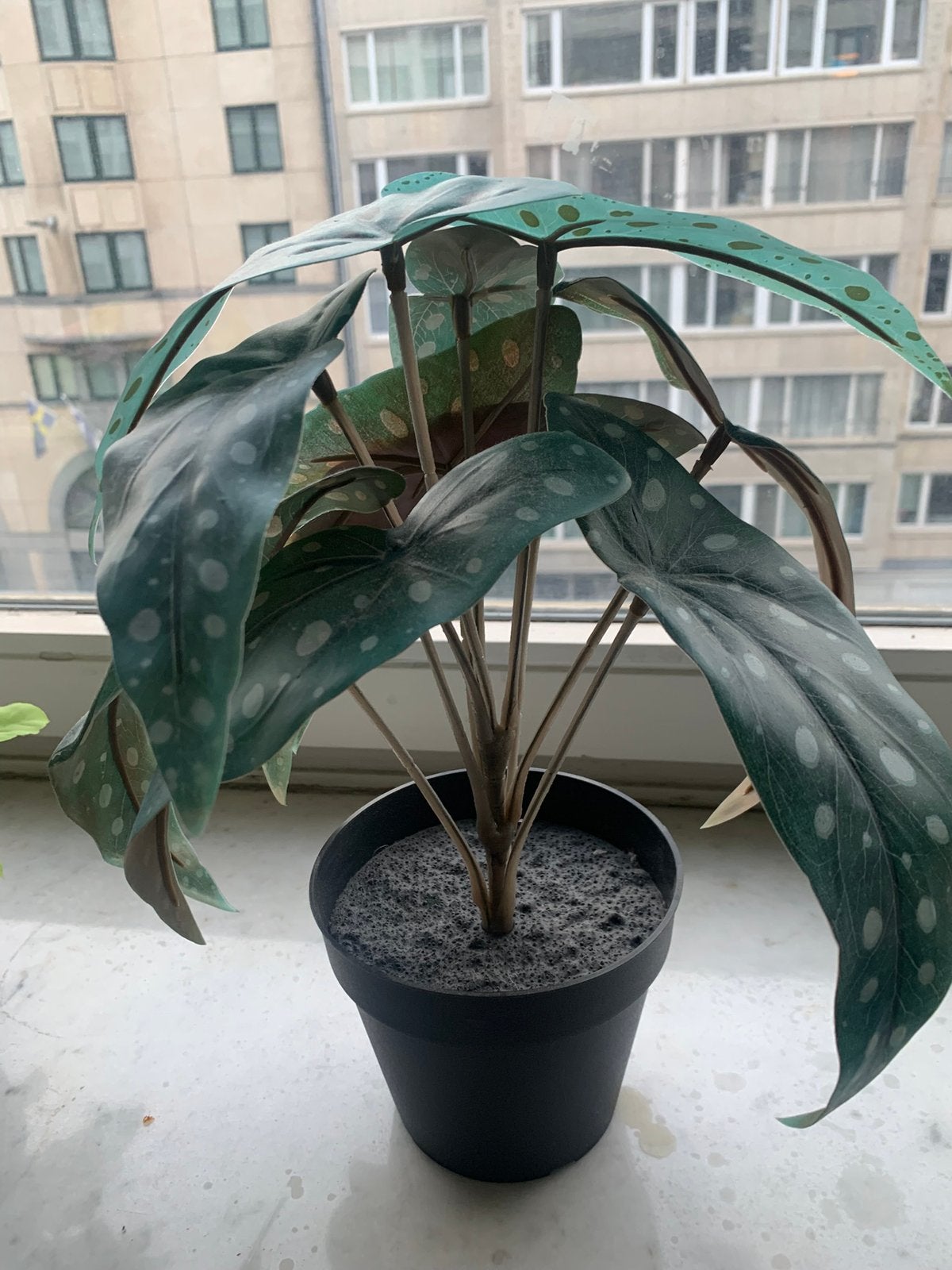 Plantes, artificielles, Enlèvement