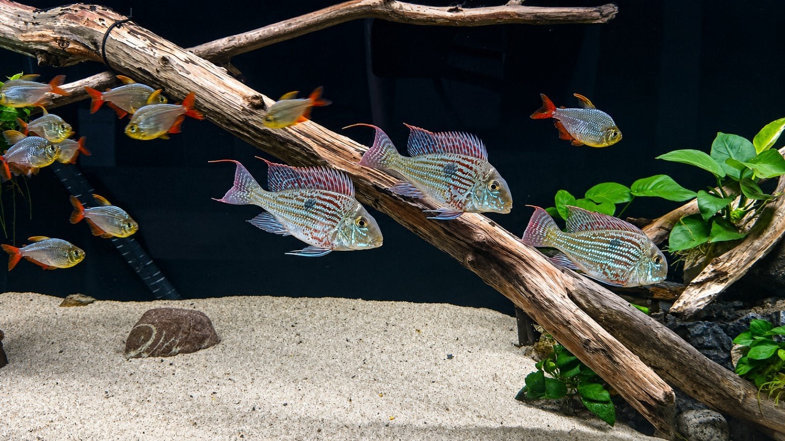 3 geophagus sveni, Dieren en Toebehoren, Vissen | Aquariumvissen, Vis, Zoetwatervis