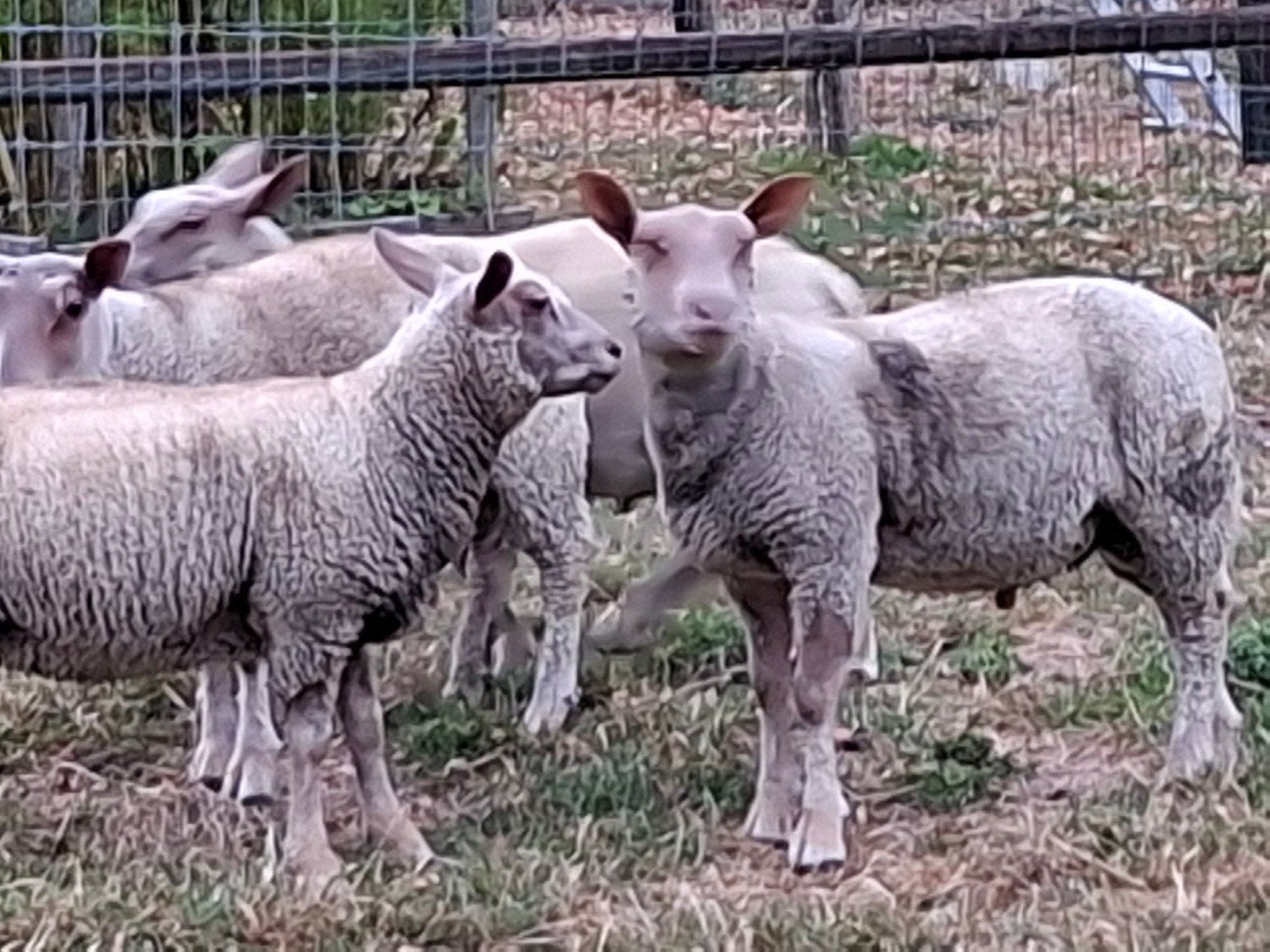 mooie charollais ooi en ram lammeren, Dieren en Toebehoren, Schapen, Geiten en Varkens