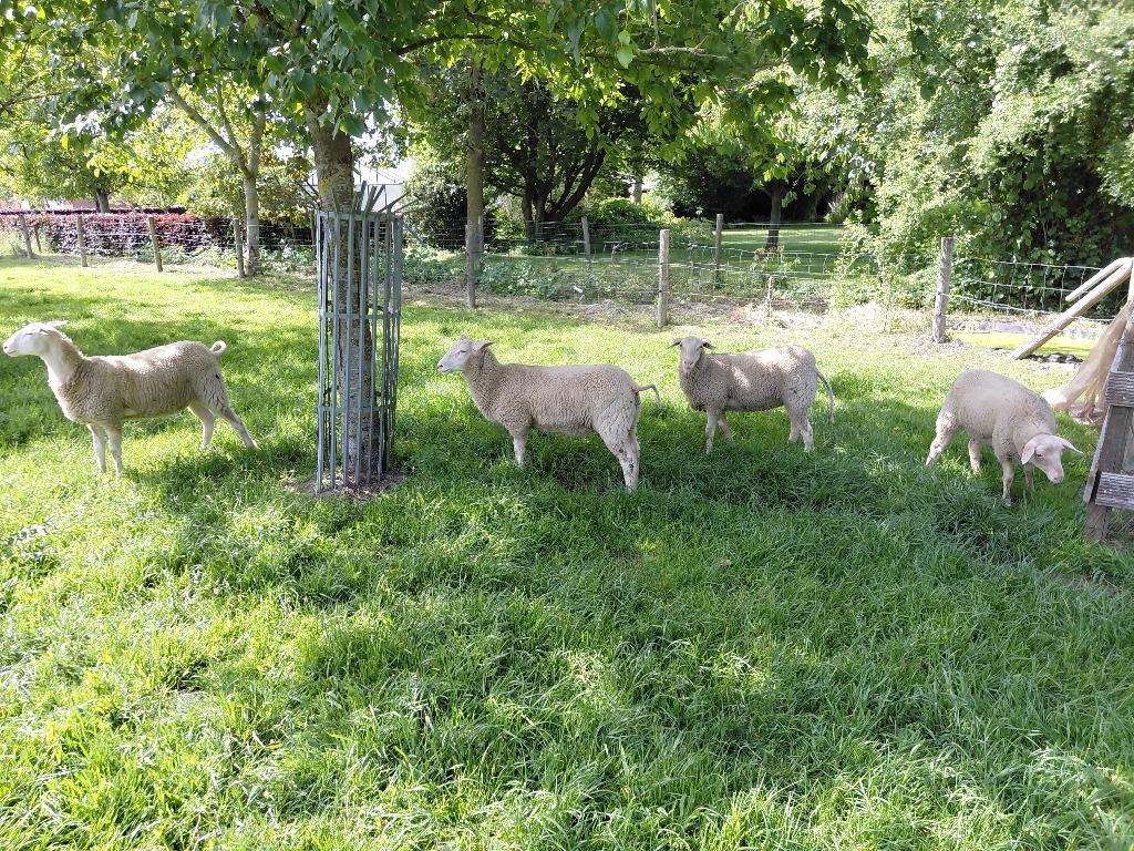 ooilammeren melkschaap, Dieren en Toebehoren, Schapen, Geiten en Varkens, Vrouwelijk, Schaap, 0 tot 2 jaar