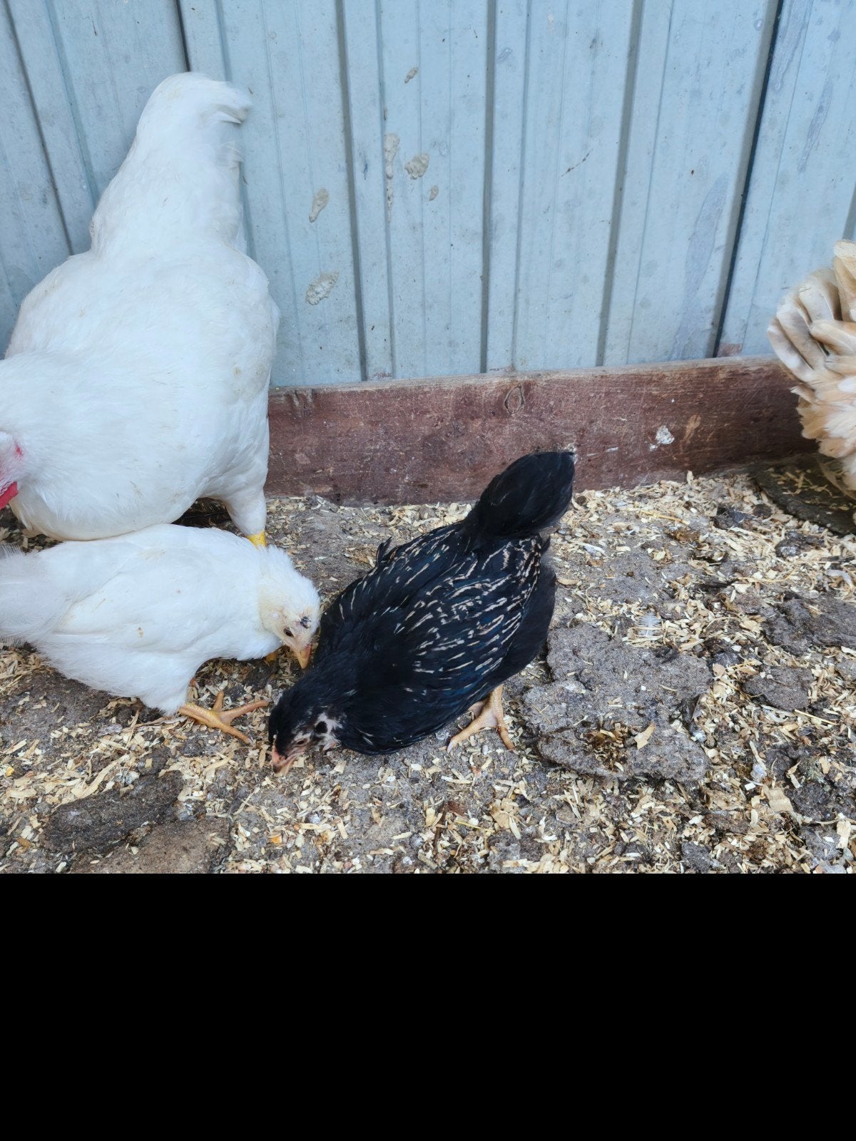 Barnevelder zilver, Dieren en Toebehoren