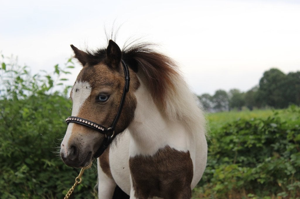 Minipaardje, Jument, Poney A (jusqu'à 1.17 m), Avec puce électronique, 0 à 2 ans