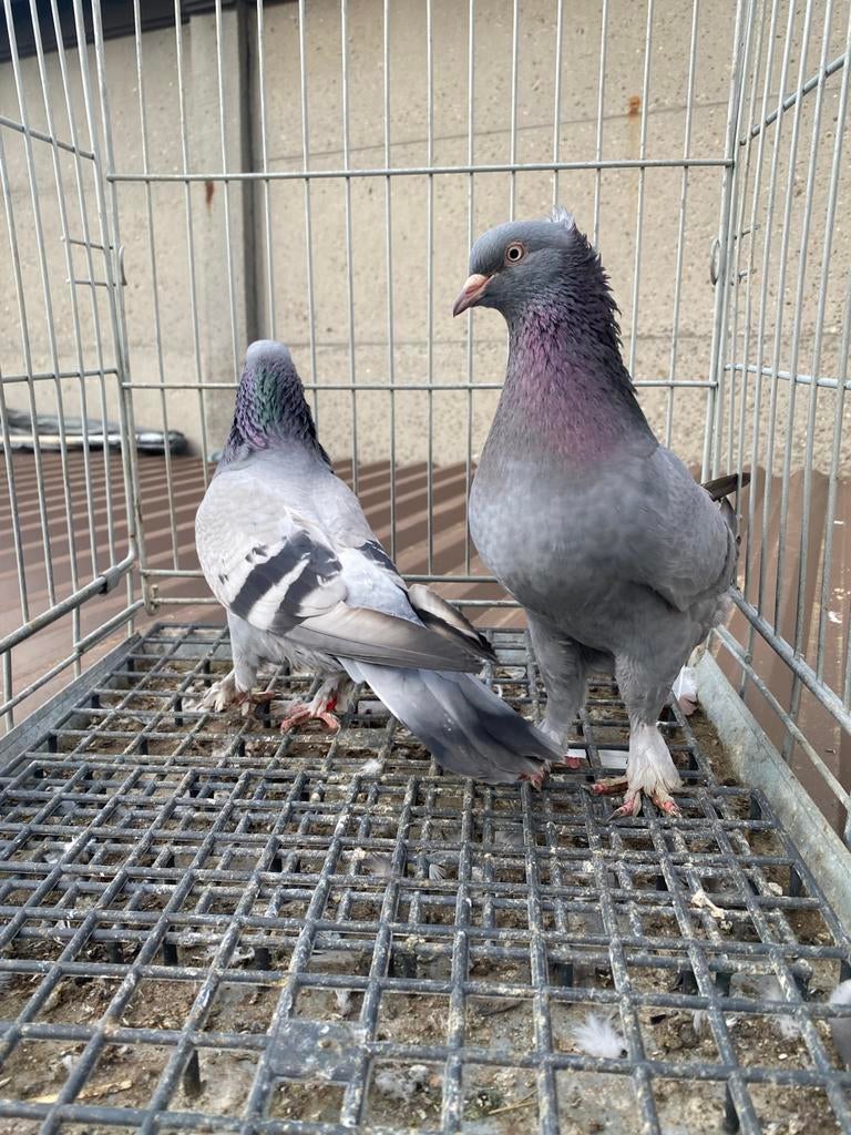 Super takla koppel, Dieren en Toebehoren