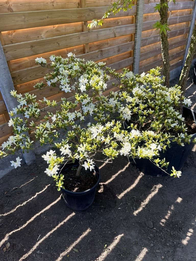 Witte Azalea, Ophalen