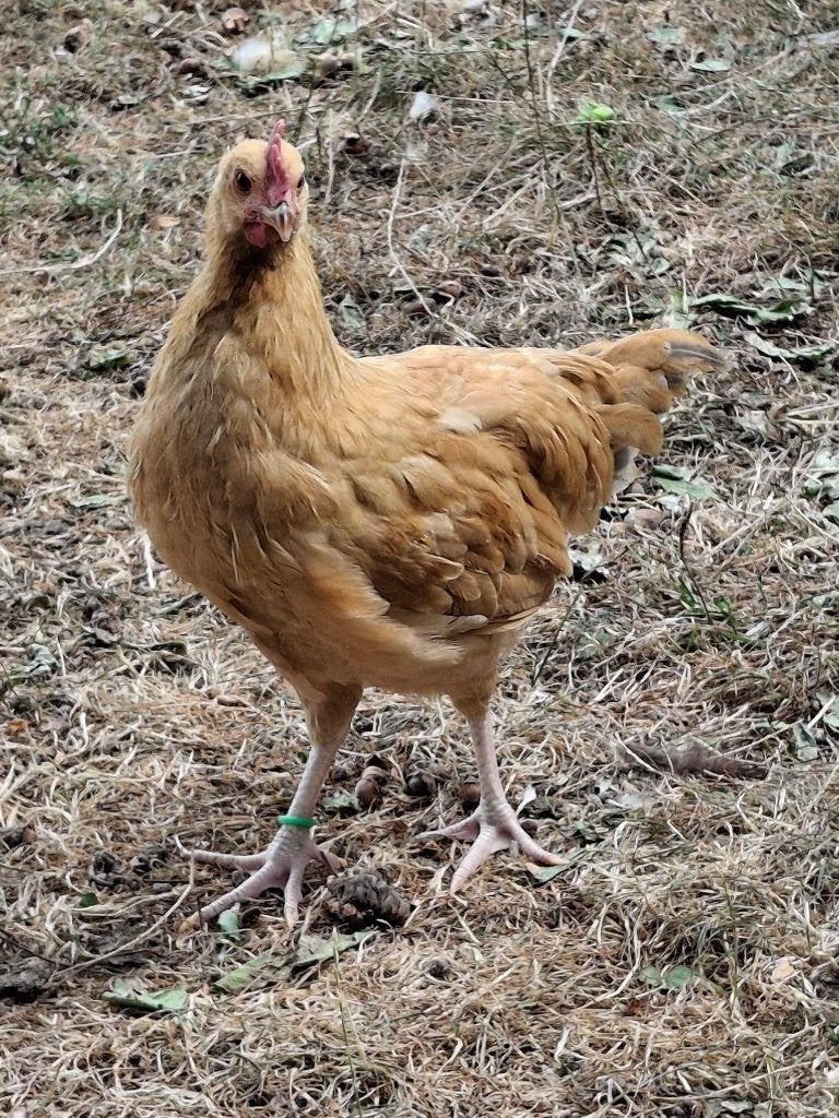 gele van Haspengouw, Tam