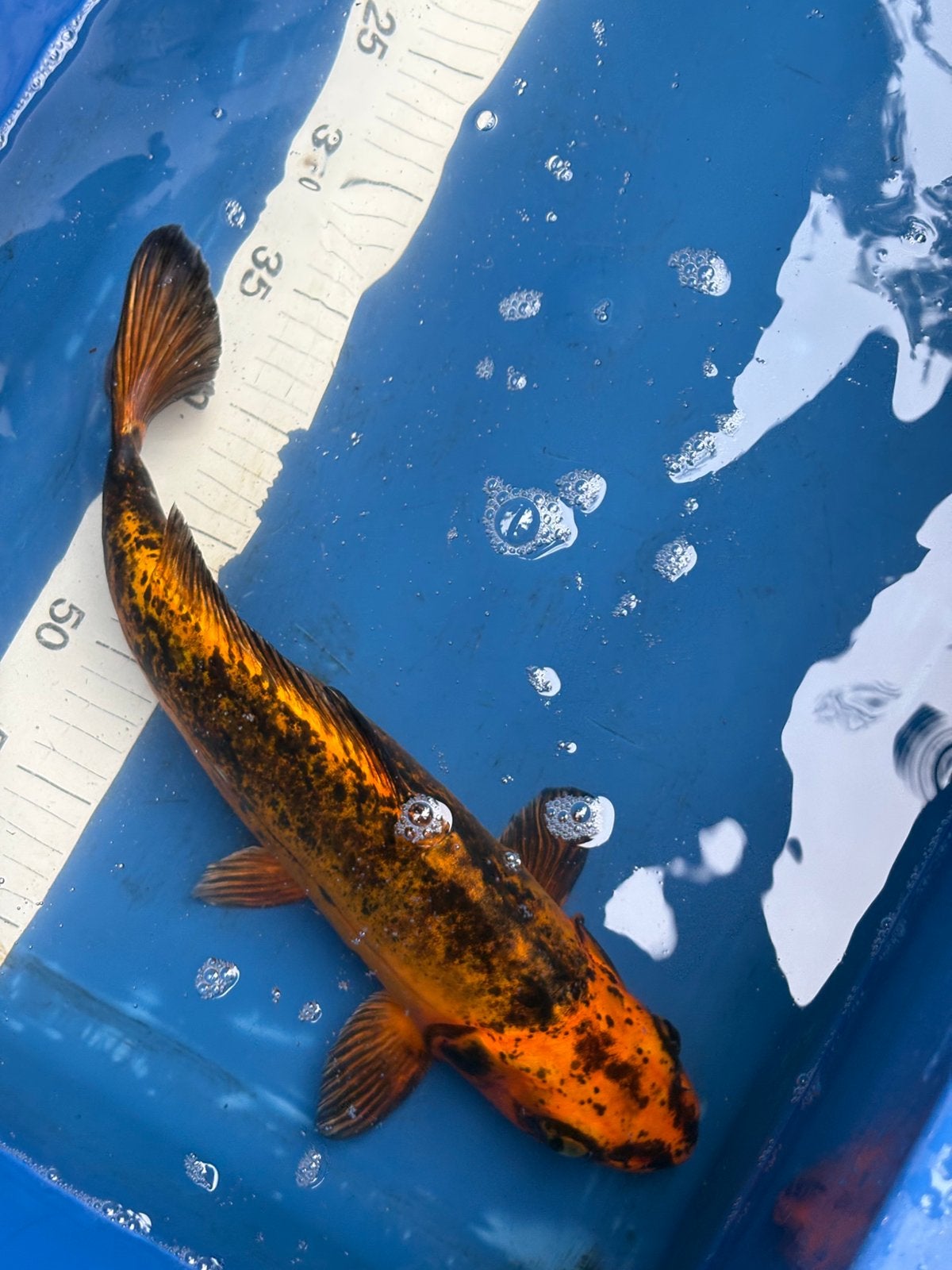 35 cm, Dieren en Toebehoren, Vissen | Vijvervissen