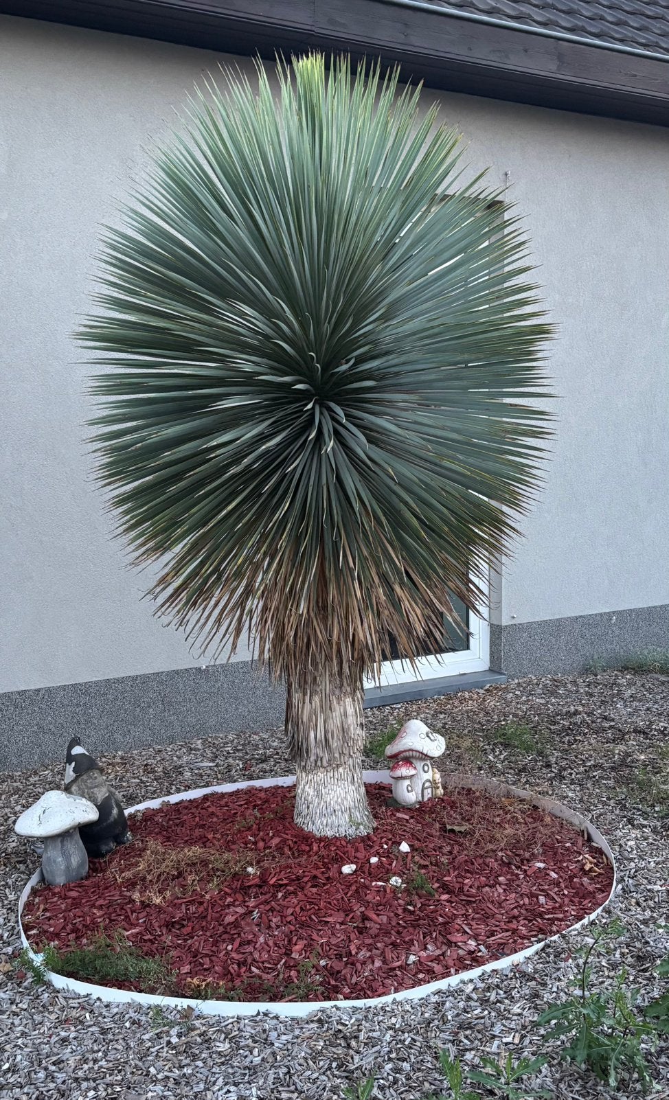Yucca rostrata, Enlèvement