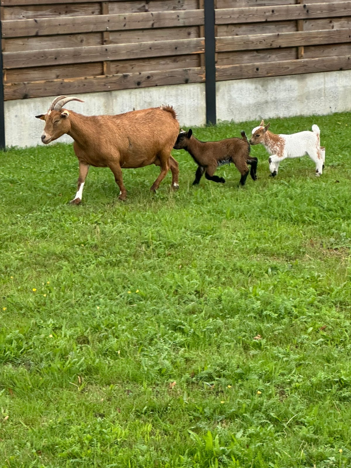 Dwerggeit abrikoos mieke met lammetjes, Vrouwelijk, Geit, 0 tot 2 jaar