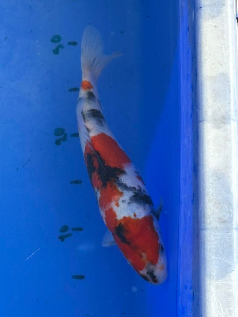 Showa nisai, Animaux & Accessoires, Poissons | Poissons d'étang, Carpe ou Koï