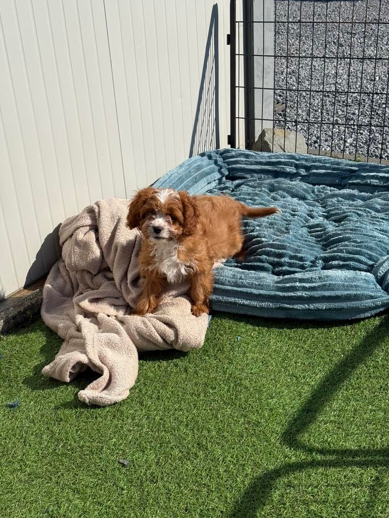 Mooie cavapoo pup, Animaux & Accessoires, Chien (mâle), Autres races, Belgique, Un chien