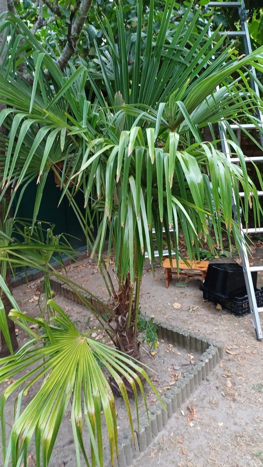 palmboom, Tuin en Terras, Bloembollen en Zaden, Ophalen