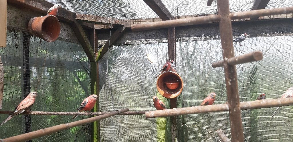 10 jonge Bourke parkieten opaline, Meerdere dieren, Parkiet