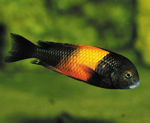 Tropheus black bemba à vendre, Poisson d'eau douce