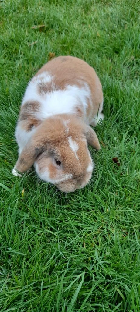 Super mooie nederlandse hangoor, Dieren en Toebehoren, Hangoor