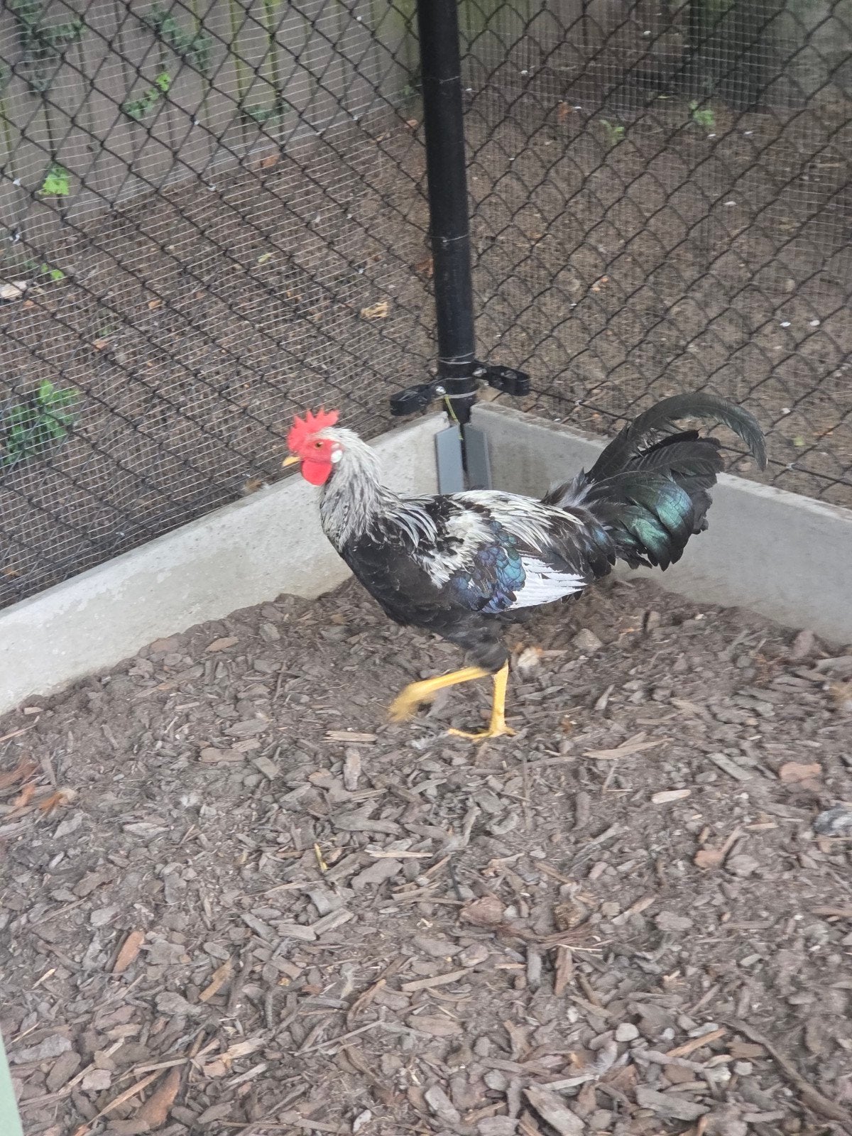 Leghorn haan