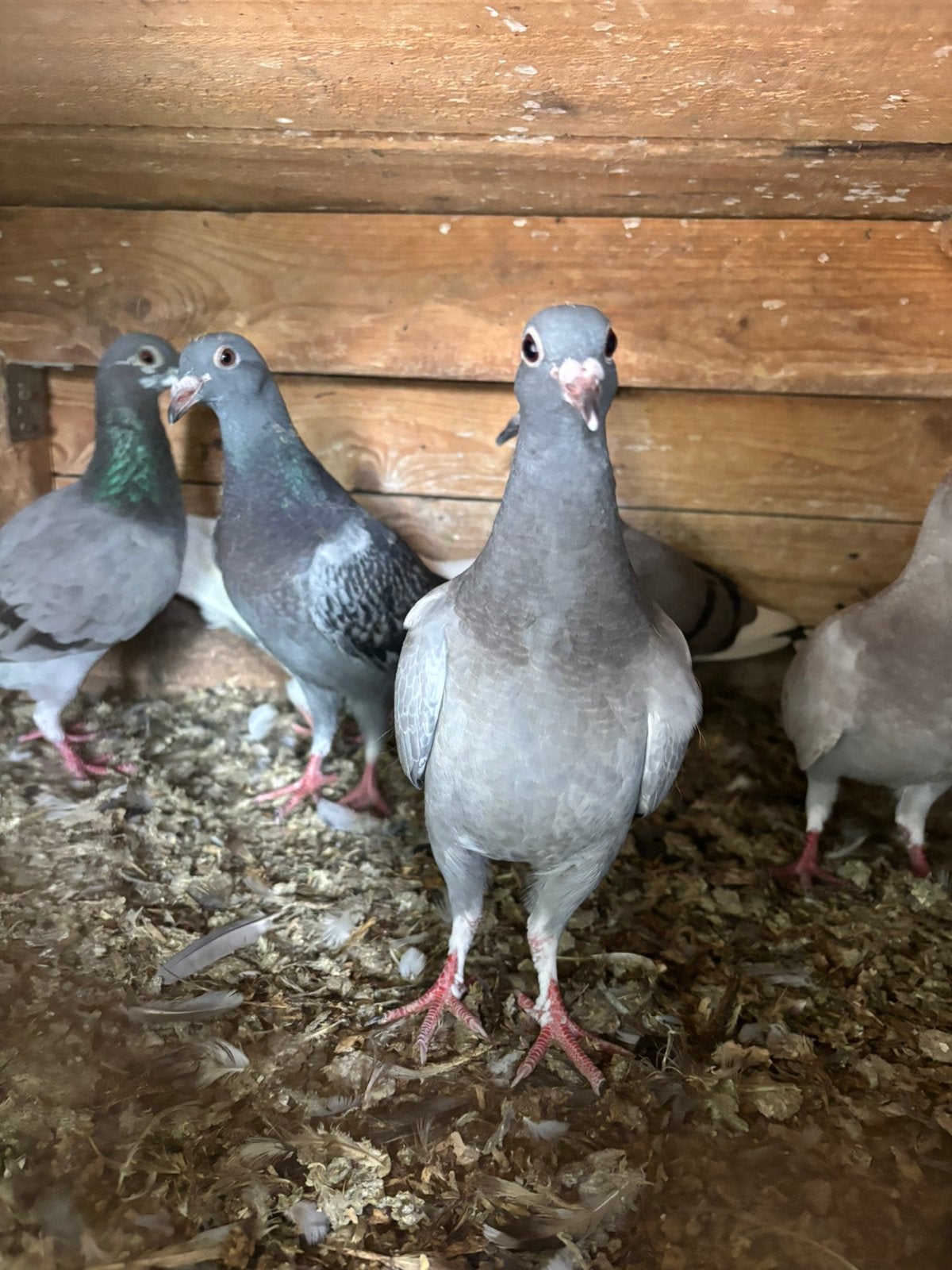 Postduiven piepers, Dieren en Toebehoren, Vogels | Duiven
