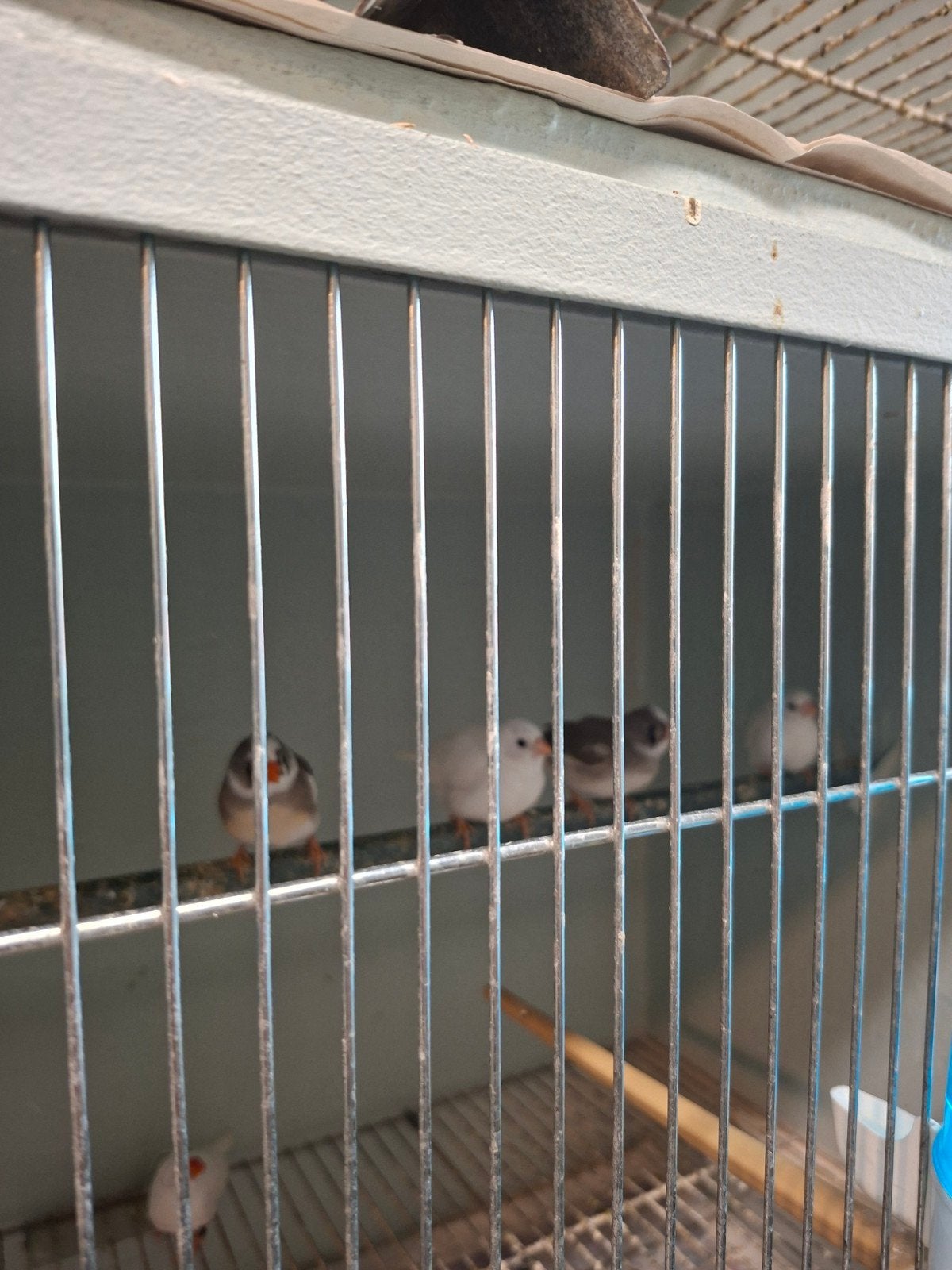 Te koop zebravinkjes, Animaux & Accessoires, Oiseaux | Oiseaux Autre