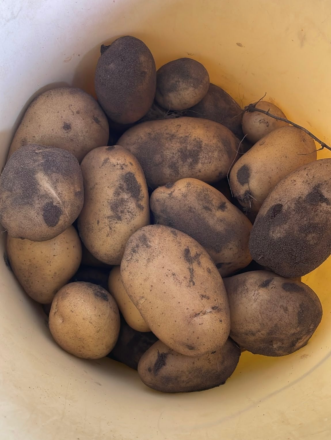 Verse vroege aardappelen, Enlèvement