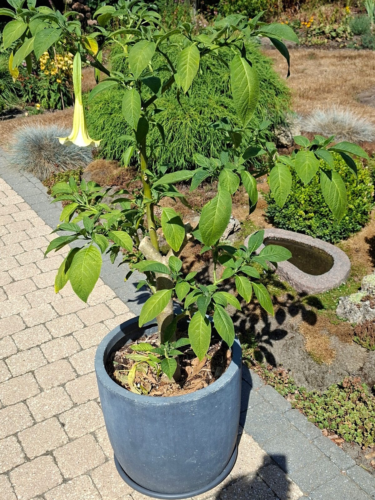 Brugmansia-trompetboom, Ophalen