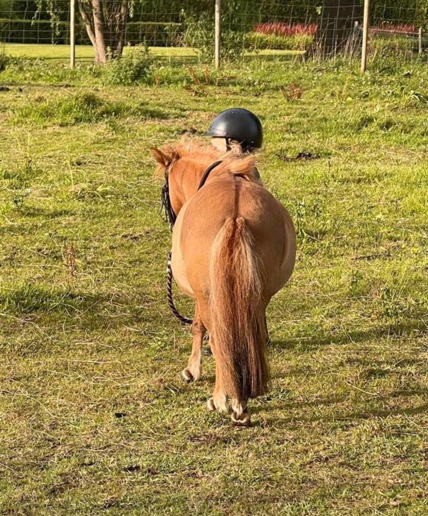 Verzorgster gezocht, Dieren en Toebehoren, Pony's, Merrie