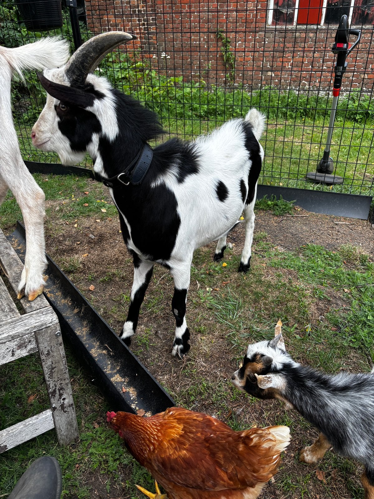 Bok en geit te koop, Dieren en Toebehoren, Meerdere dieren, Geit, 0 tot 2 jaar